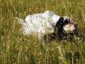 Setter Anglais NENCINI'S BOY Setter Anglais NENCINI'S BOY
